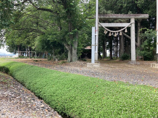 神社脇の畦畔に広がるクラピアグリーン